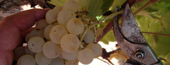 Highest quality grapes harvested by hand
