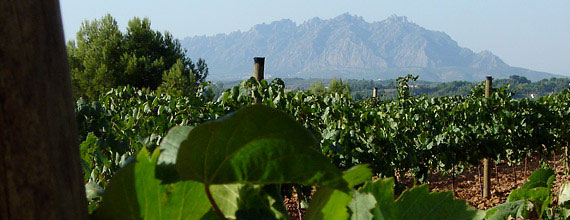 Duran Gran Reserva grows in the vineyard