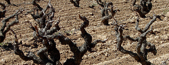 El Baix Penedès