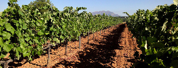 The Central Penedes